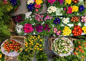 giardiniere bari Esecuzione Verde