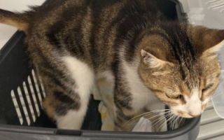 agenzia per le adozioni bologna Oasi Felina di Pianoro