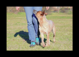 addestratore di gatti bologna About Dogs Italia