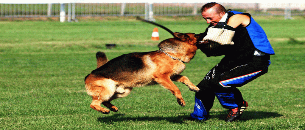 addestratore di cani bologna Dog'S University Snc