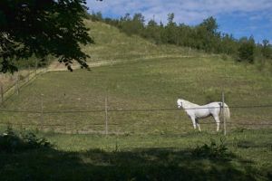 Paddock per cavalli maneggio Il Ranch Bologna