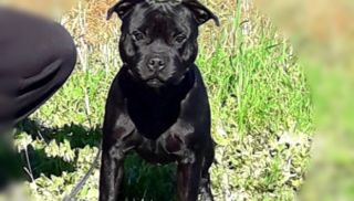 allevatore di cani bologna Allevamento Staffordshire bull terrier 