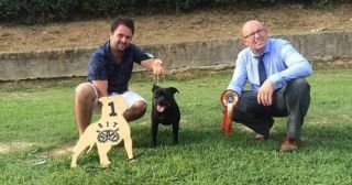 allevatore di cani bologna Allevamento Staffordshire bull terrier 