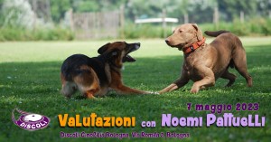 addestratore di cani bologna Discoli Cinofilia Bologna