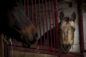 Pensione per cavalli maneggio Il Ranch Bologna