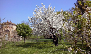 frutteto bologna Azienda Agricola Magli