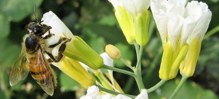 conservazione del patrimonio catania Dipartimento di Agricoltura, Alimentazione e Ambiente - Università degli Studi di Catania