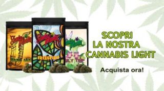 negozio di articoli per il giardinaggio firenze Santa Planta Grow Shop Firenze (FI), CBD, Canapaio, Semi collezione Firenze