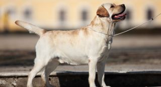 allevatore di cani genova Allevamento di Fiorino