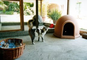 pensione per gatti genova Gatto Hotel Pensione per Gatti