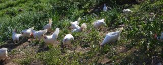 allevamento di suini genova Azienda Agricola Tresgal