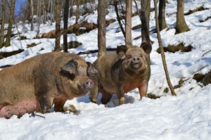 Duroc/Cinghiale