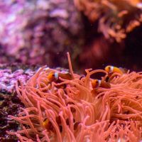 negozio di pesci tropicali napoli Cip & Ciop Acquariologia