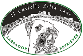 allevatore di cani napoli allevamento I Labrador del Castello della Luna