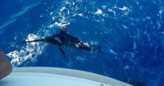 Pesca d’altura a San Vito lo Capo