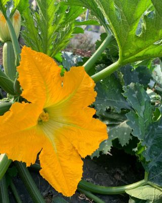 negozio di prodotti agricoli padova Fuori di Campo