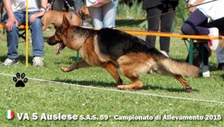 allevatore di gatti palermo Allevamento di Borgo Molara