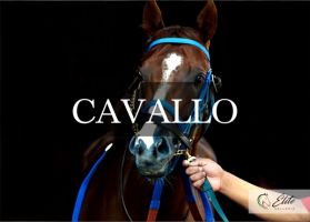 scuderia palermo Selleria Élite del Cavallo