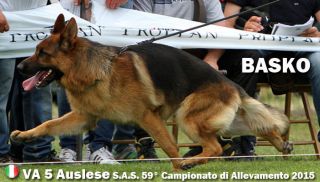 allevatore di bestiame palermo Allevamento di Borgo Molara