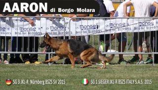 allevatore di cani palermo Allevamento di Borgo Molara