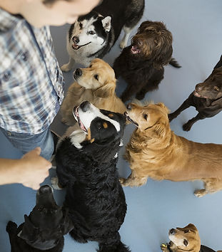 addestratore di cani palermo Marcello Messina, istruttore cinofilo