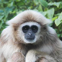 parco zoologico palermo Bioparco di Sicilia Carini