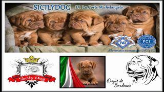 allevatore di cani palermo sicilydog di La corte Michelangelo