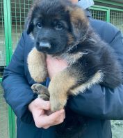 allevatore di cani palermo Casa Zerilli Allevamento Pastori Tedeschi - Cuccioli di Pastore Tedesco