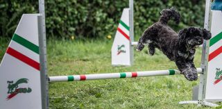 addestratore di cani torino The Dog Island - Torino - Centro Addestramento Cani - Recupero Cani Aggressivi
