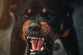 addestratore di cani torino Centro Cinofilo Thunder Dog addestramento cinofilo