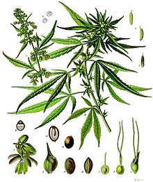 negozio di cannabis venezia Negozi cannabis distributori h24 Lady Mary J. Canapa legale