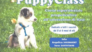 addestratore di cani verona Educazione e addestramento cani Freedog asd