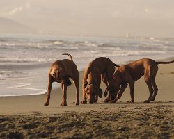 allevatore di cani verona Rhodesian Ridgeback Allevamento professionale Rhodesian Italia- Tenuta Ermitage