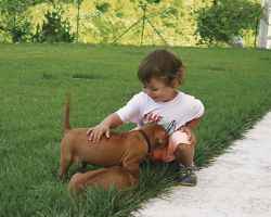 allevatore di cani verona Rhodesian Ridgeback Allevamento professionale Rhodesian Italia- Tenuta Ermitage